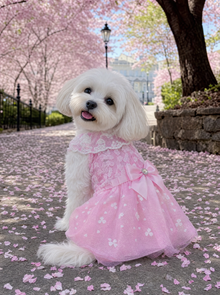 Princess Lace Tutu Dog Dress